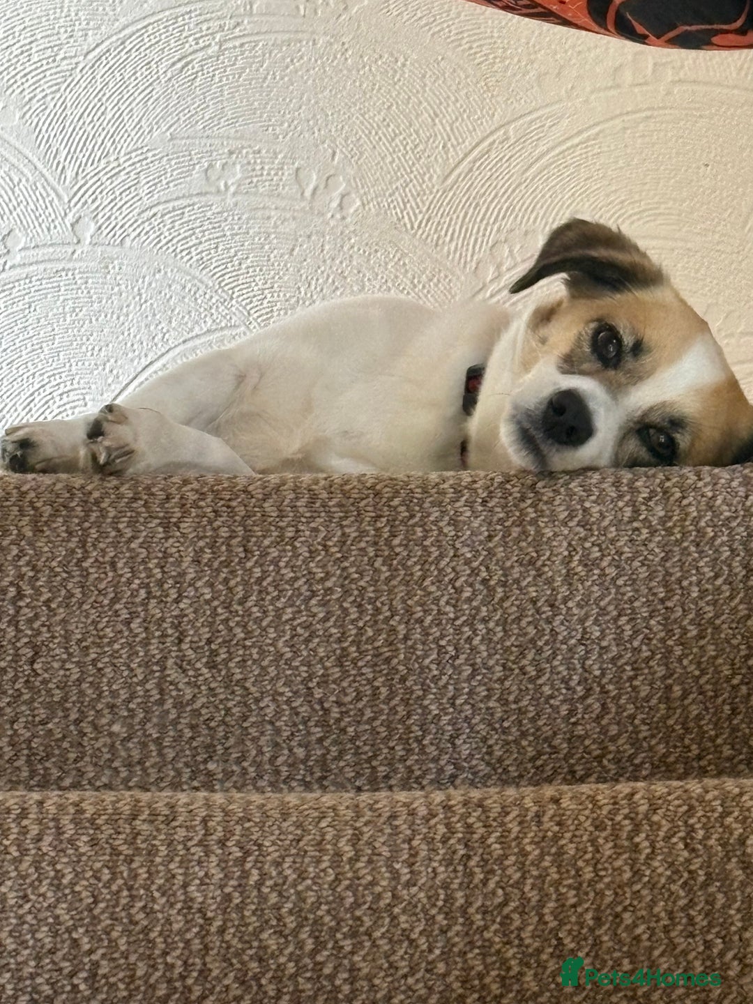 Mixed Breed dogs for sale: Poppy - Image 5