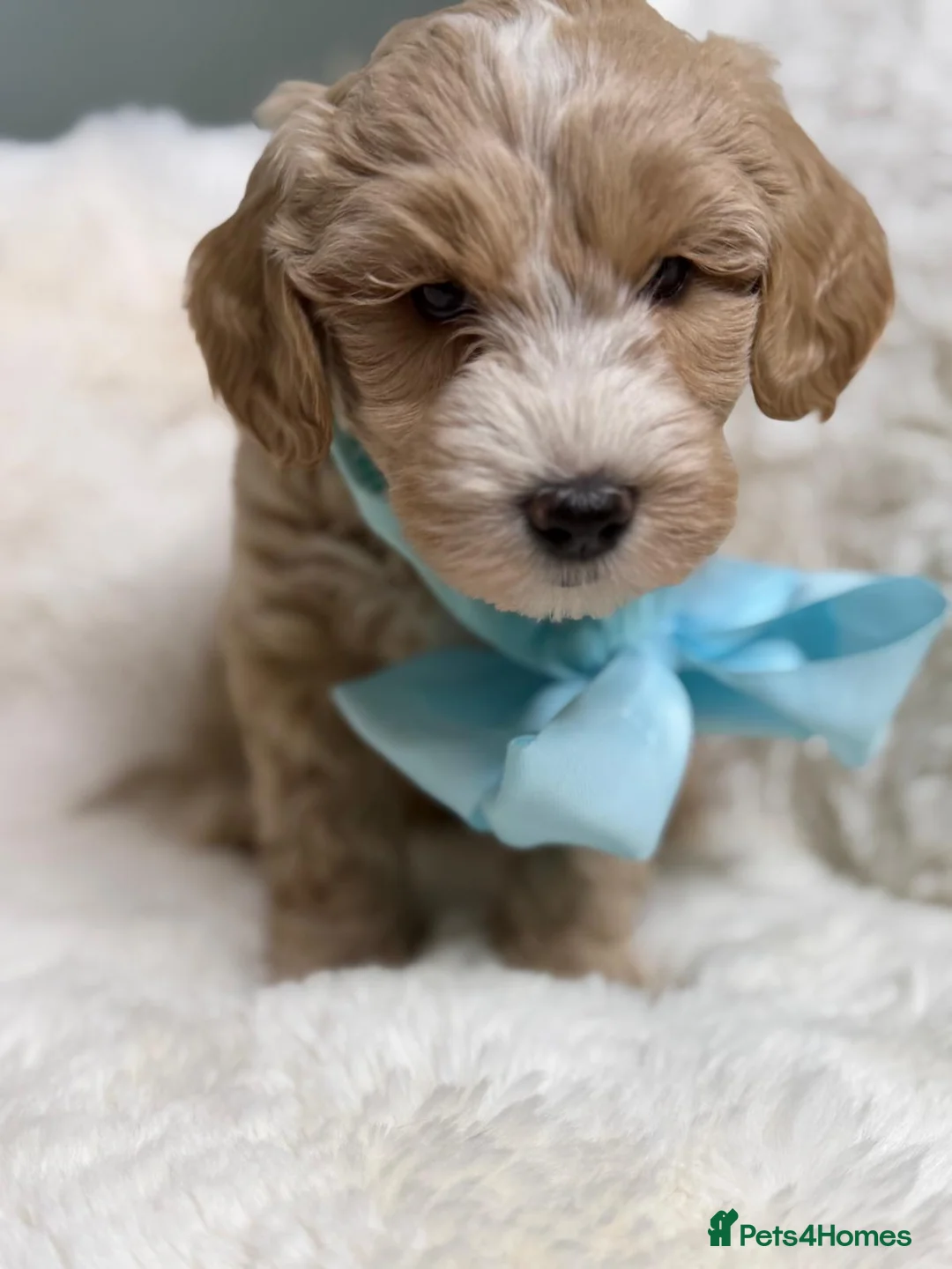 Labradoodle dogs for sale: Labradoodle  - Advert 5