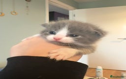 Ragdoll cats for sale: 🐾 Adorable Ragdoll x Maine Coon Kittens 🐾 - Image 12