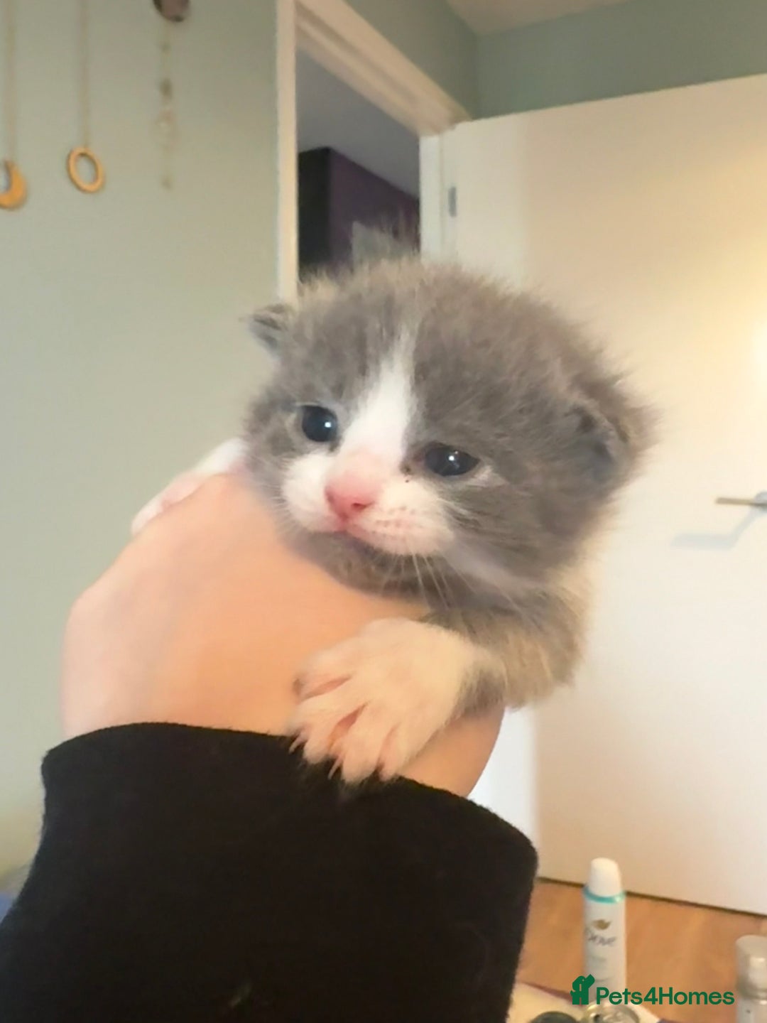 Ragdoll cats for sale: 🐾 Adorable Ragdoll x Maine Coon Kittens 🐾 - Image 12