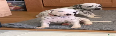Dalmatian 7