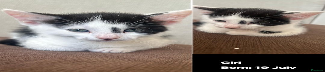 Domestic Shorthair Kitten 11
