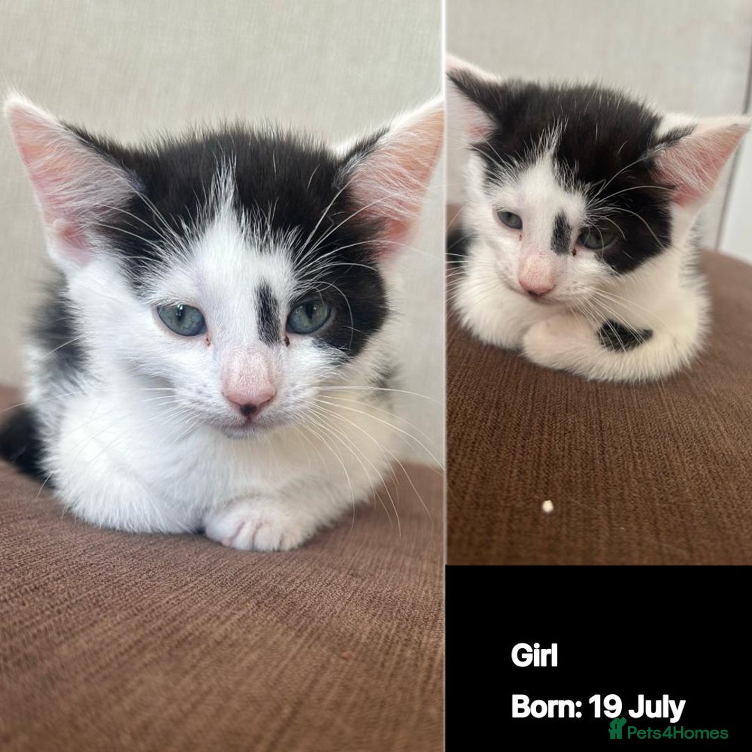 Domestic Shorthair cats for sale: Kittens - Image 10