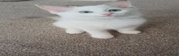 Ragdoll cats for sale: Beautiful Ragdoll Kittens  in Southampton - Advert 7