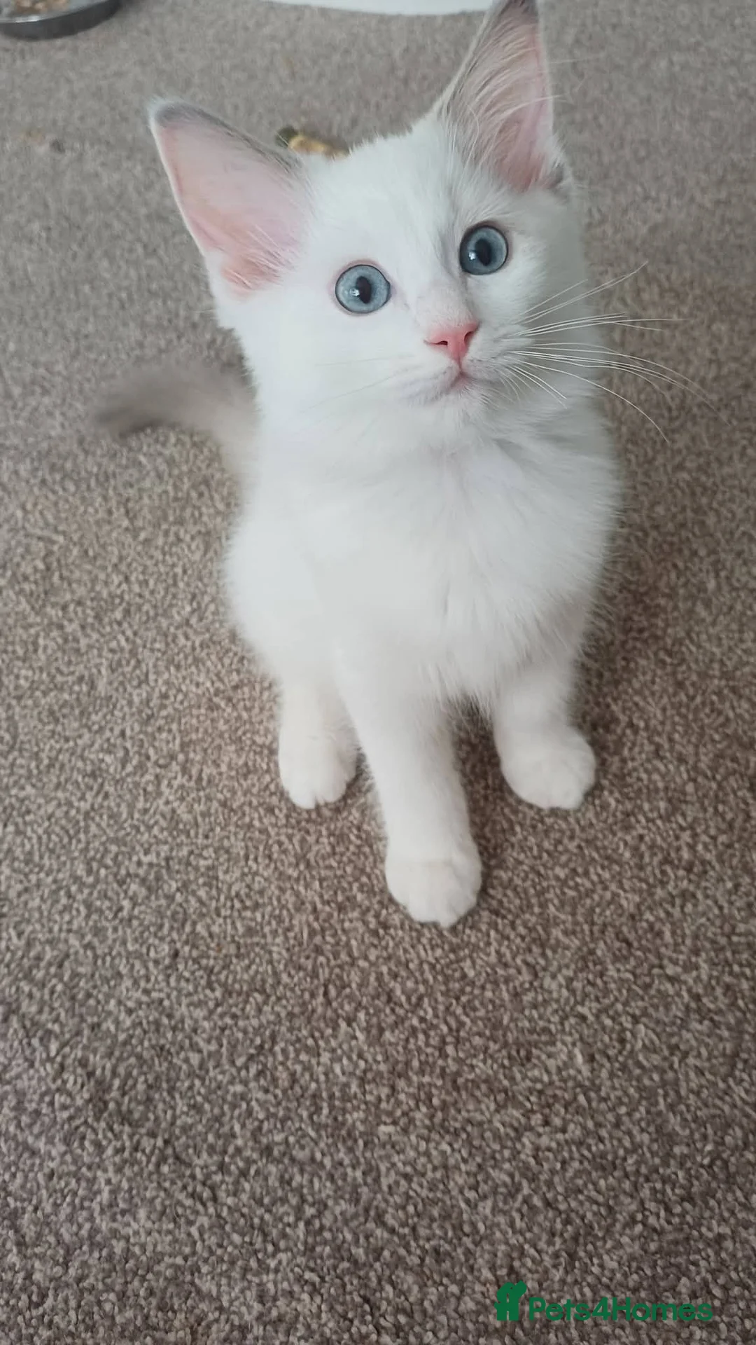 Ragdoll cats for sale: Beautiful Ragdoll Kittens  in Southampton - Advert 7