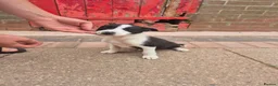 Border Collie dogs for sale: Farm bred border collies  - Advert 4
