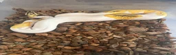 Python Snake reptiles for sale: Fire,pastel,orange dream,pied  - Advert 7