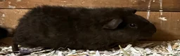 Guinea Pig rodents for sale: Pure bred Teddy girls/sows - Advert 12