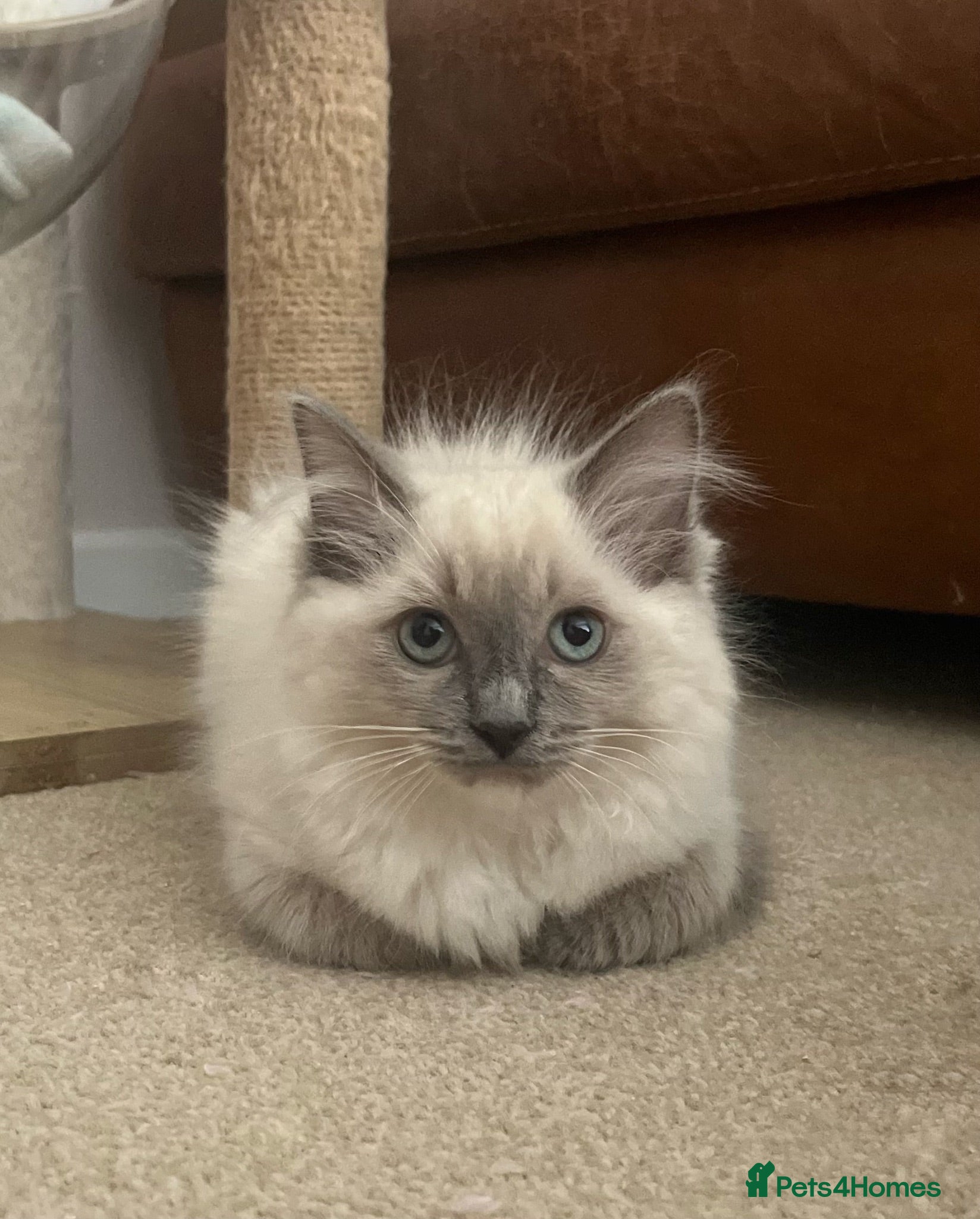 Ragdoll cats Ragdoll Kittens Ready Now  - Advert 1