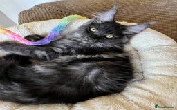 Maine Coon cats for sale: GCCF active / domestic Maine Coon  - Image 27