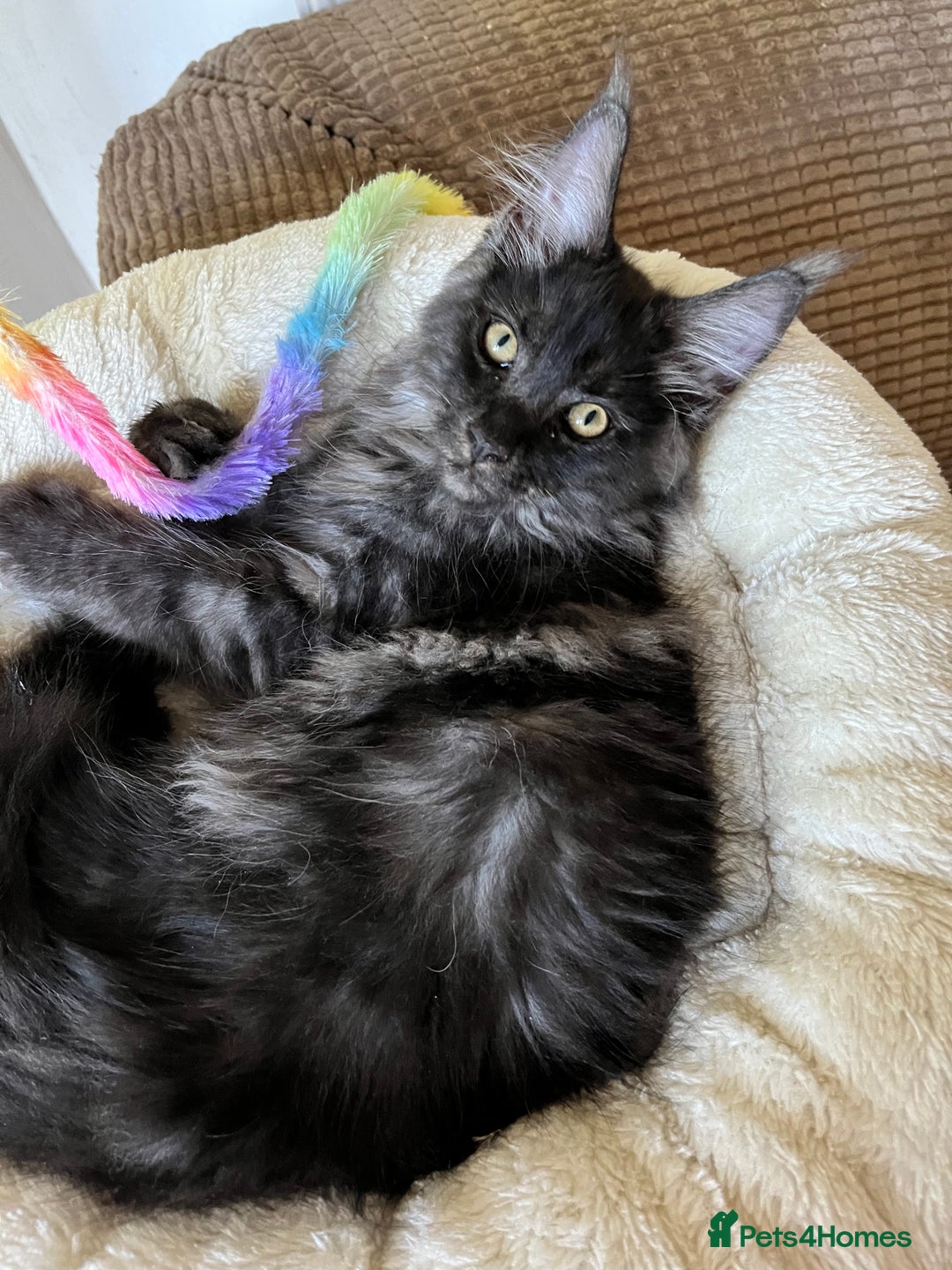 Maine Coon cats for sale: GCCF active / domestic Maine Coon  - Image 27