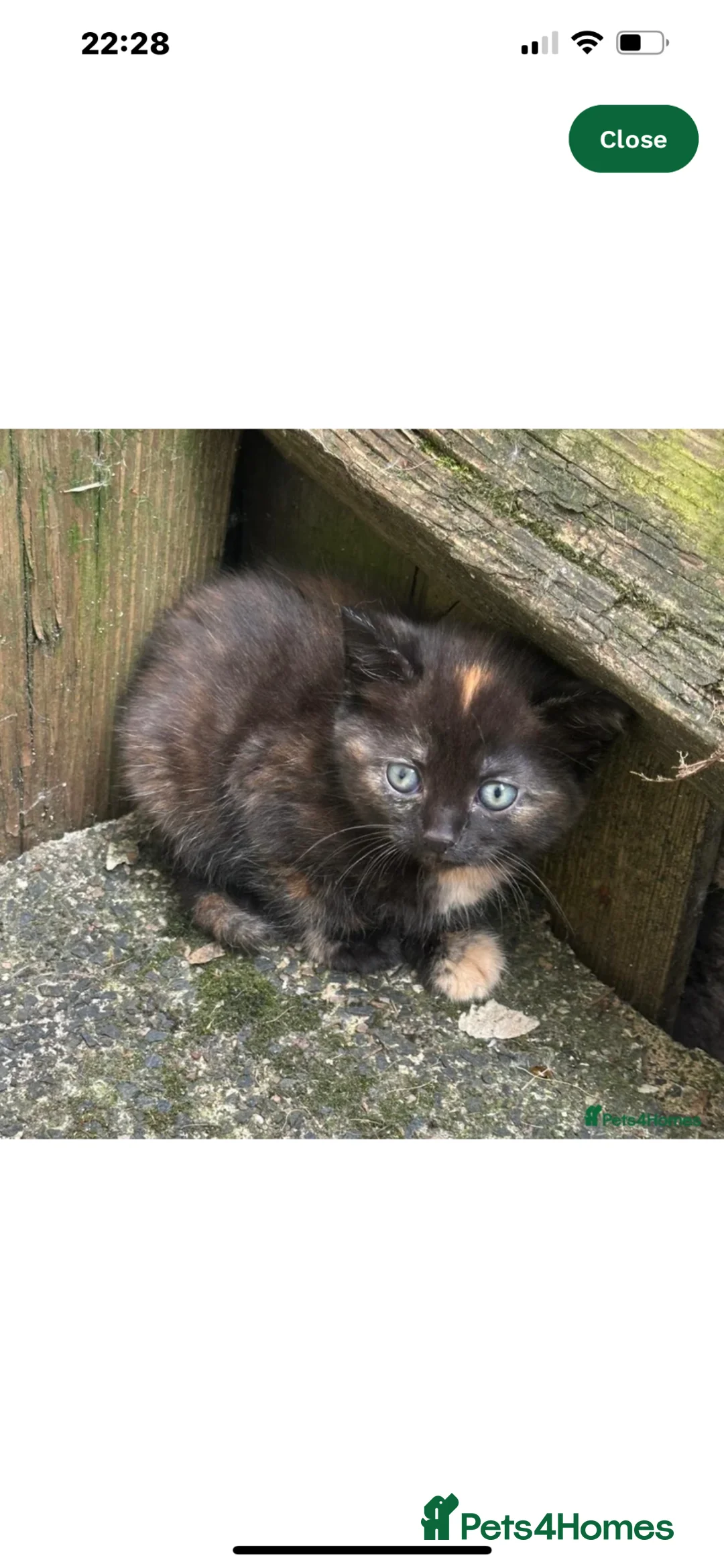 British Shorthair cats for sale: BSH Kitten | Tabby Pattern - Advert 2