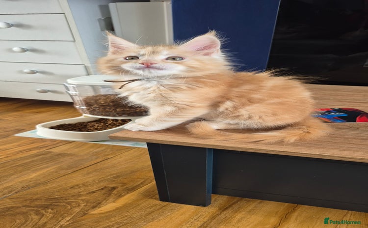 Maine Coon cats - Advert 3