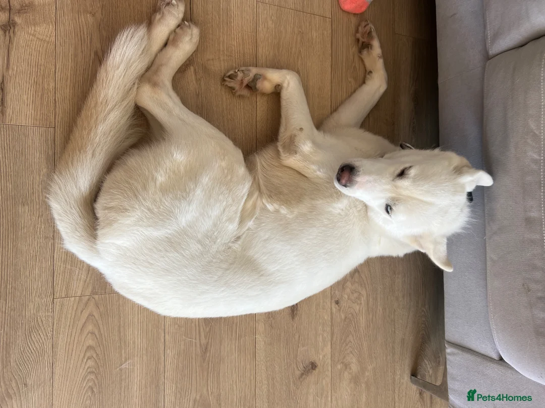 Siberian Husky dogs for sale: Pure white husky for sale  - Advert 2