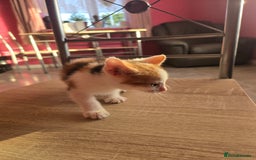 Mixed Breed cats for sale: 8 kittens for sale  - Image 6