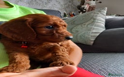 Cockapoo dogs for sale: Red cockapoo puppies - Image 8