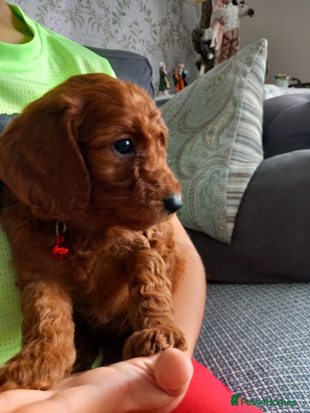 Cockapoo dogs for sale: Red cockapoo puppies - Image 8