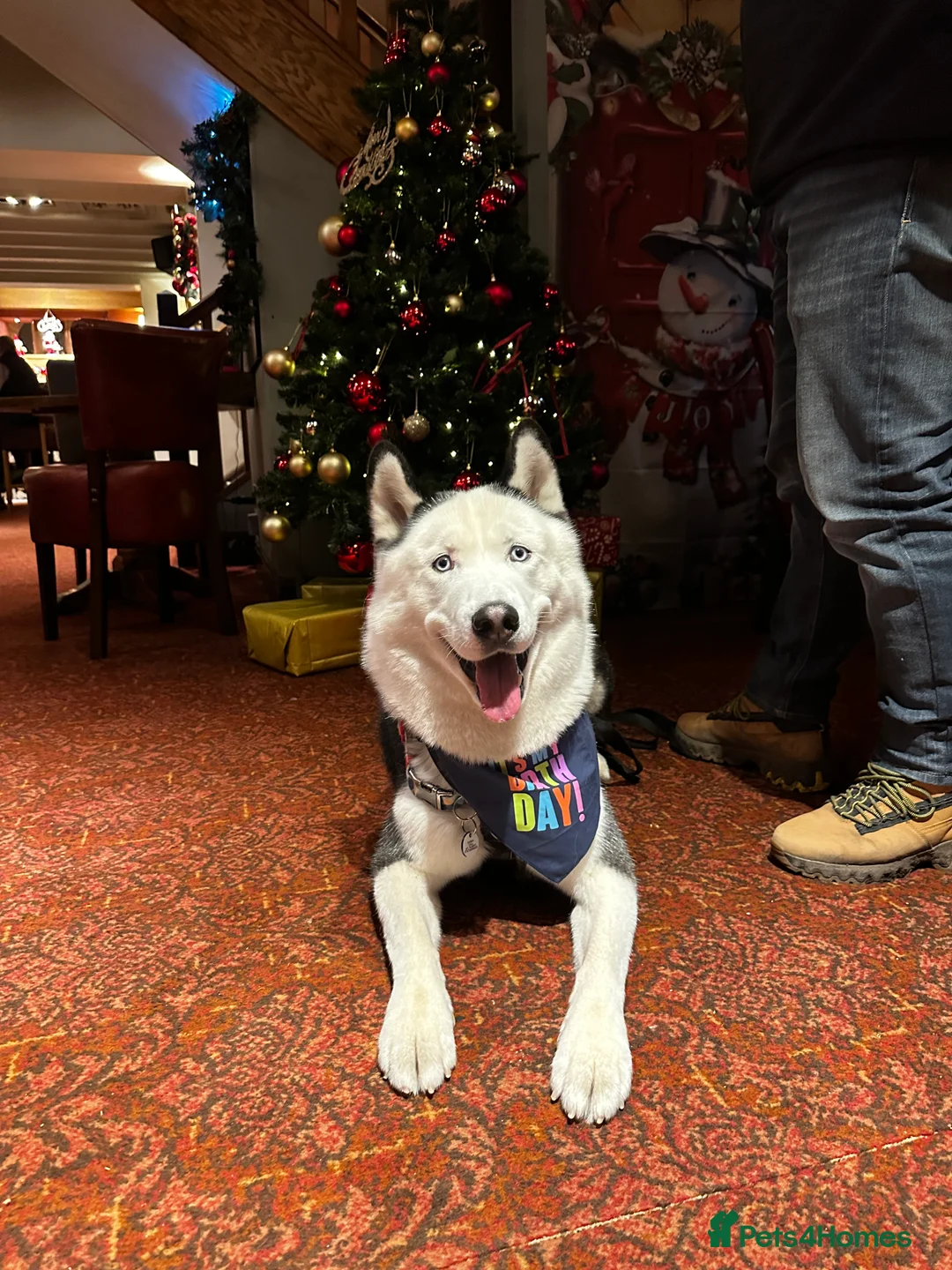 Siberian Husky dogs for stud: Stunning Blue eye Sibrian Husky for Stud(Proven) in Liverpool - Advert 8