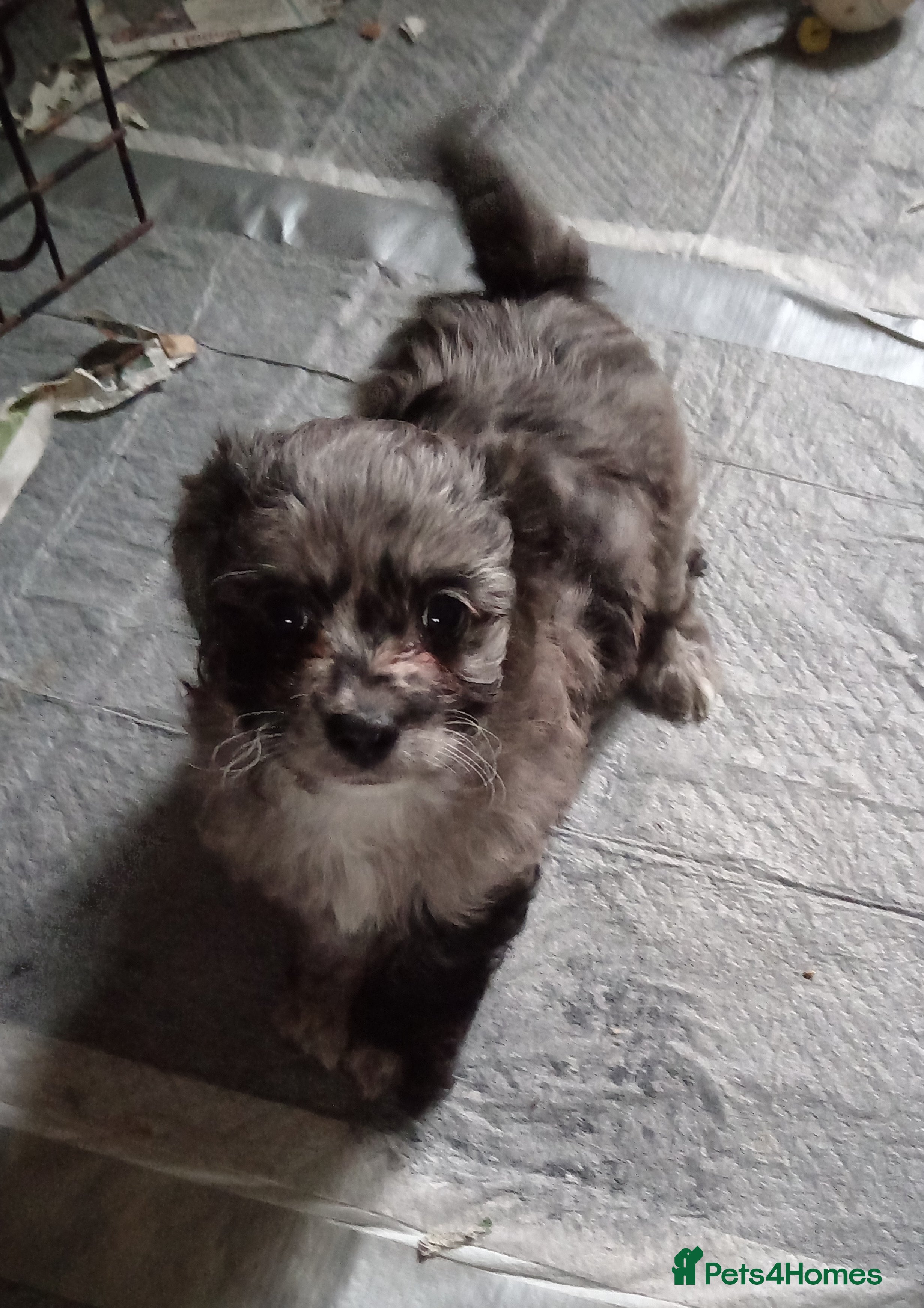 Poochon dogs POOCHON BOY PUPS - Advert 2