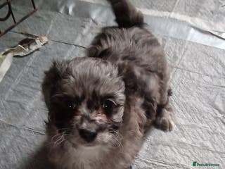 Poochon dogs POOCHON BOY PUPS - Advert 2