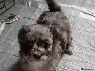 Poochon dogs POOCHON BOY PUPS - Advert 7