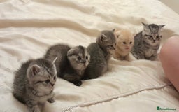 Scottish Fold cats for sale: Pedigree Scottish fold kittens for sale  - Image 17