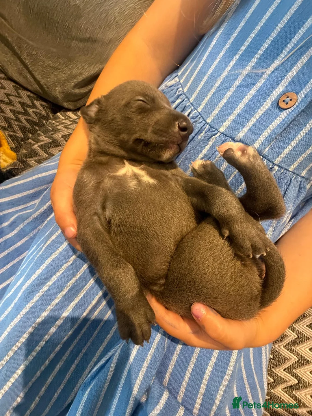 Whippet dogs for sale: Stunning kc reg blue whippet pups  - Advert 28