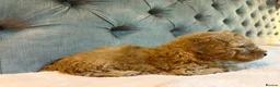 Cockapoo dogs for sale: Adorable Toy Cockapoos (F1b) - Advert 26