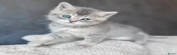 British Shorthair cats for sale: Beautiful British Shorthair Kittens Blue Eyes - Advert 6
