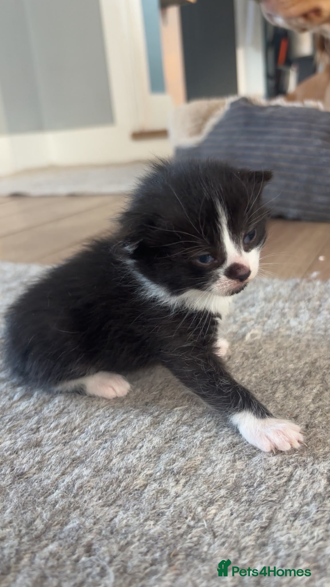 Mixed Breed cats for sale: Gorgeous tri coloured kittens - Advert 13