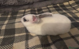 Mixed Breed rabbits for sale: Rabbits for sell. - Image 4
