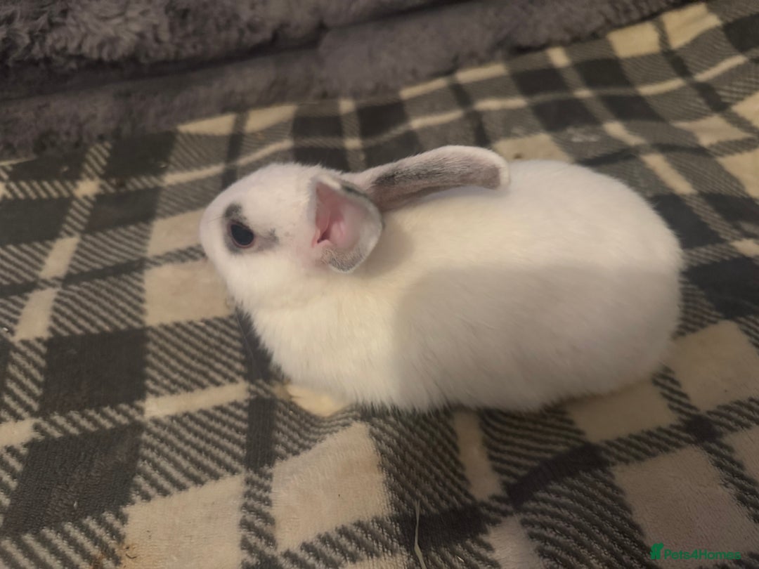 Mixed Breed rabbits for sale: Rabbits for sell. - Image 4