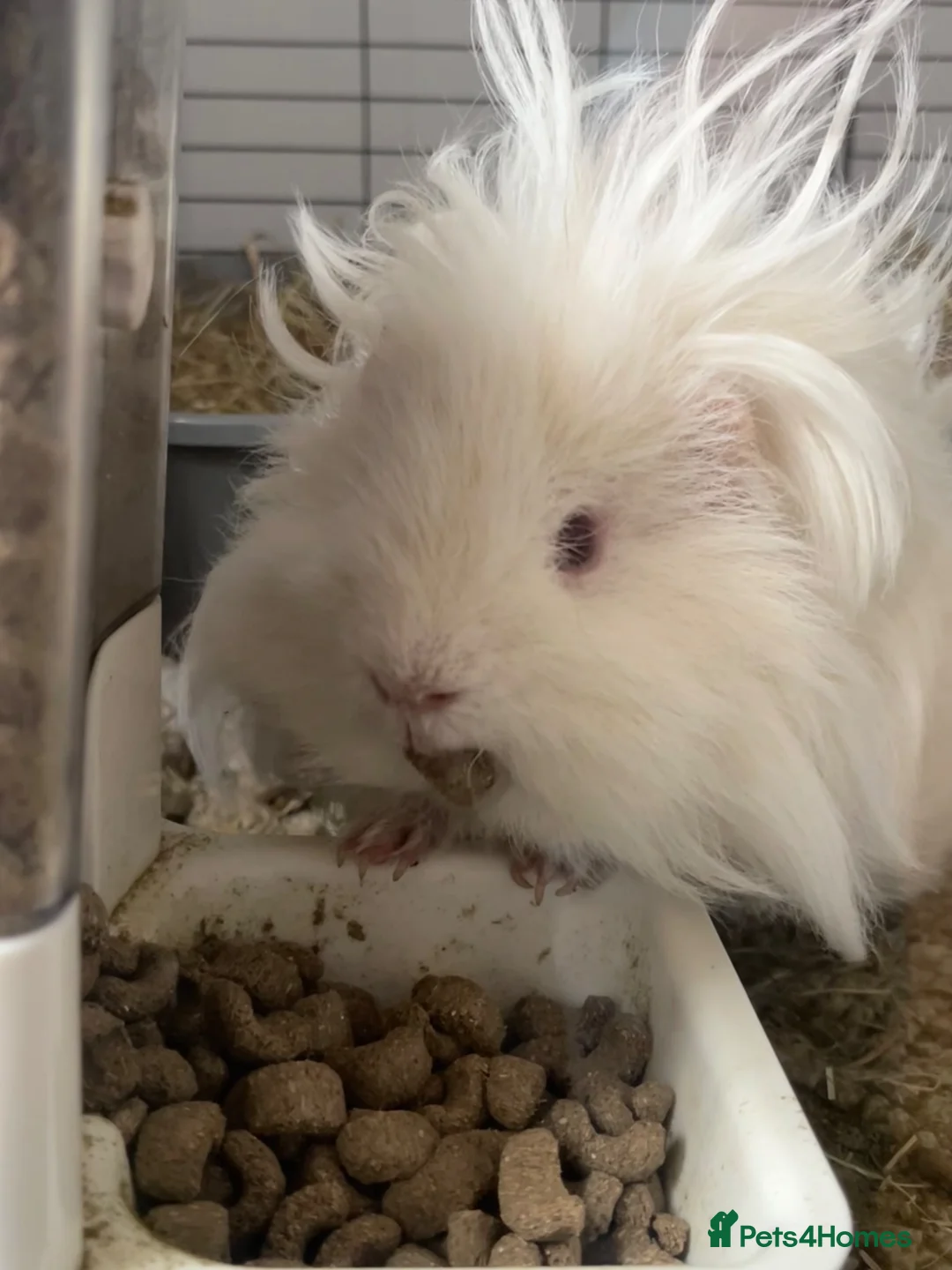 Guinea Pig rodents for sale: Lunk guinea pig for rehoming  in Halstead - Advert 3