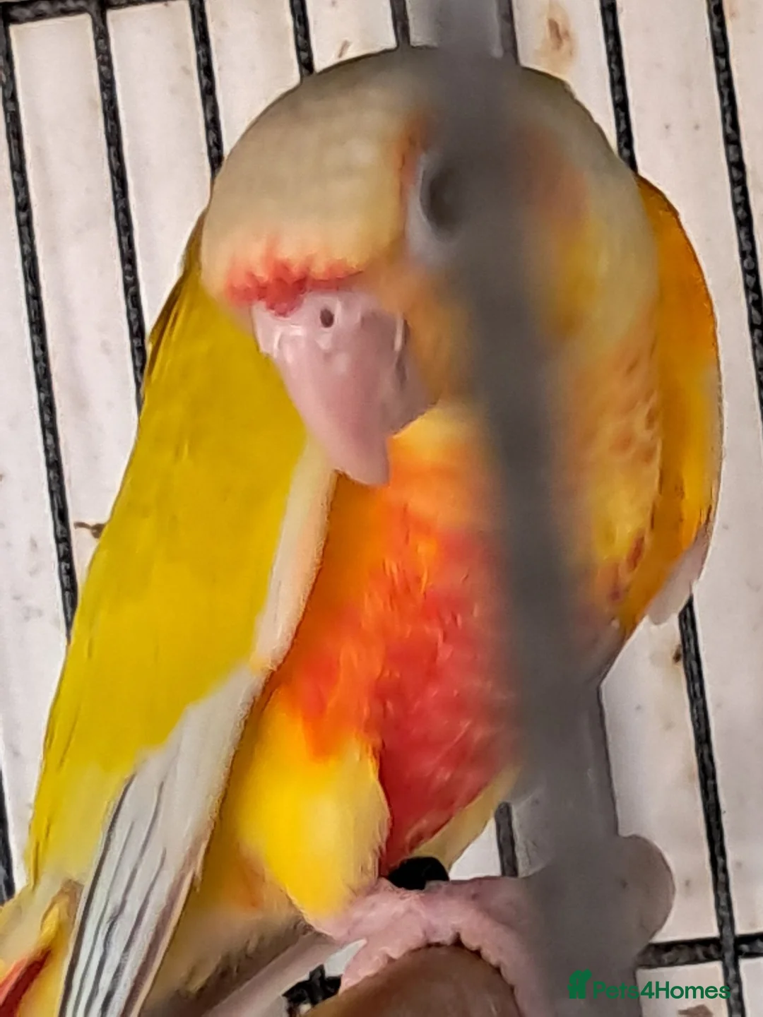 Conures birds for sale: SUNCHEEK CONURE - Advert 4