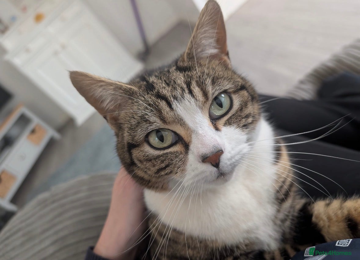 Mixed Breed cats Beautiful friendly female cat - Advert 1