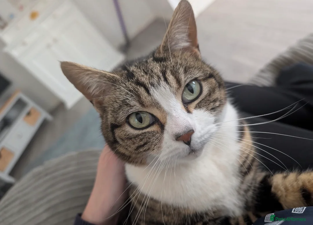 Mixed Breed cats for sale: Beautiful friendly female cat - Advert 1