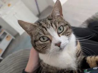 Mixed Breed cats Beautiful friendly female cat - Advert 1