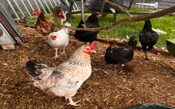 Chickens poultry for sale: Breeding flock of speckled and layer flock - Image 1