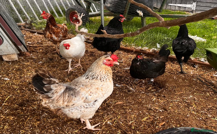 Chickens poultry - Advert 5