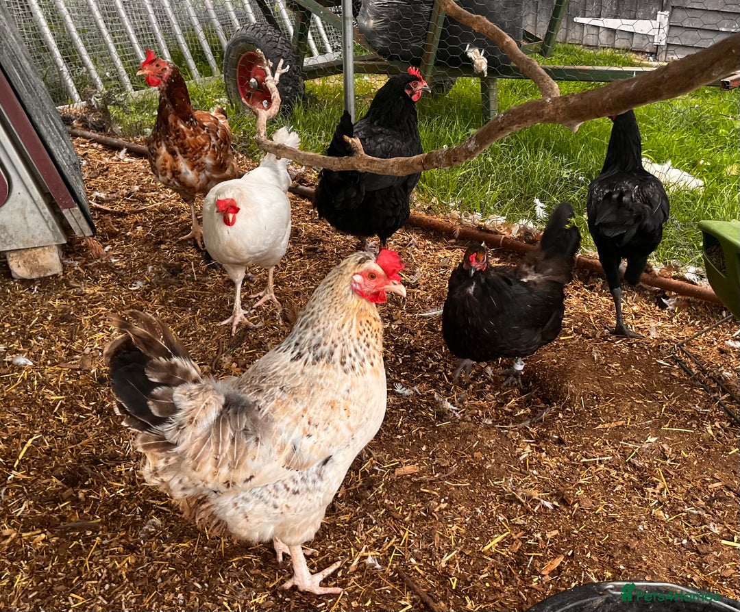 Chickens poultry for sale: Breeding flock of speckled and layer flock - Image 1