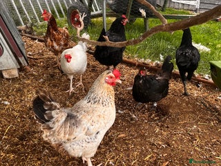 Chickens poultry - Advert 29