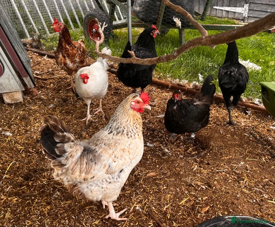 Chickens poultry - Advert 10
