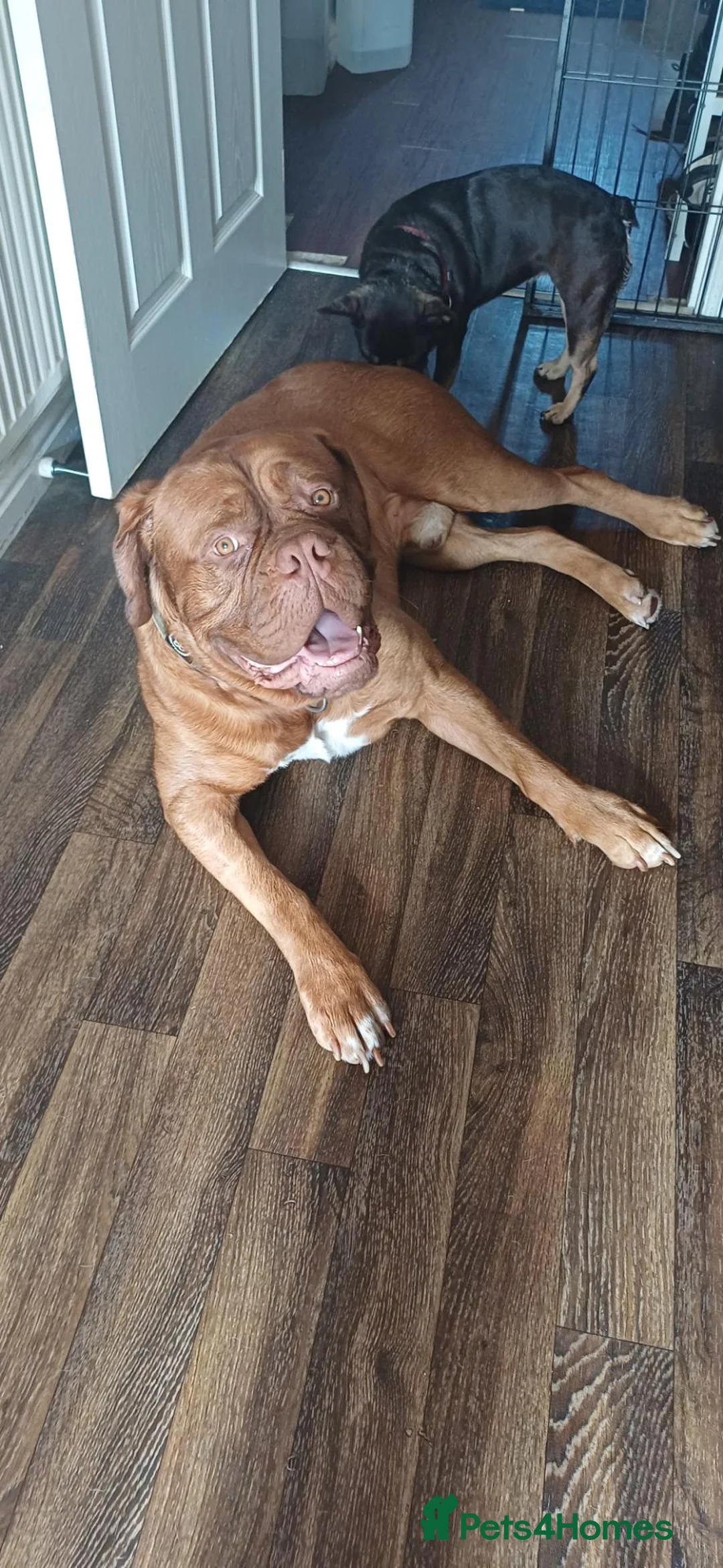 Dogue De Bordeaux dogs for sale: Dogue de bordeaux Male - Advert 2