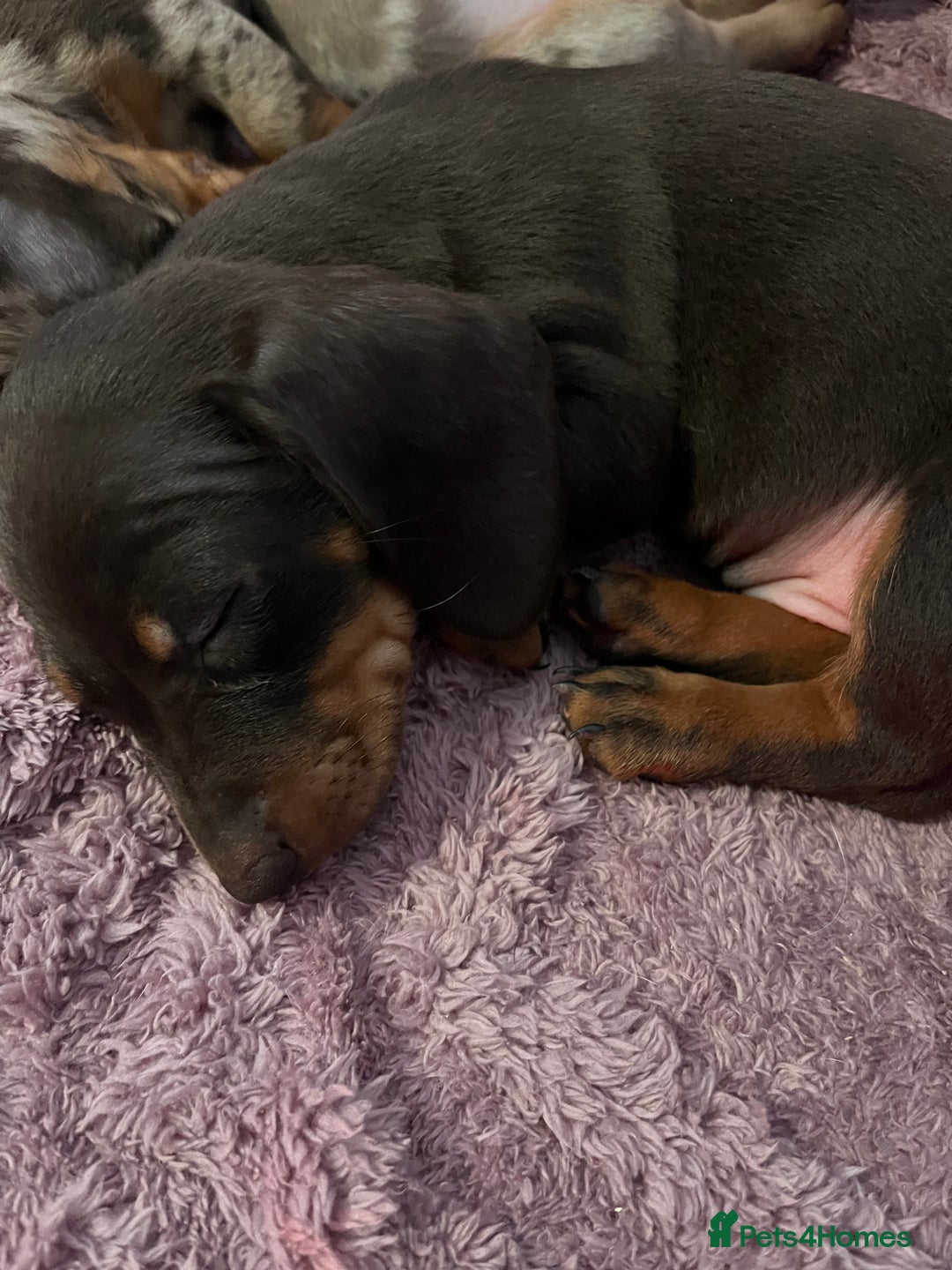 Dachshund dogs for sale: Beautiful miniature dachshunds  - Image 2