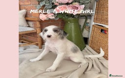 Mixed Breed dogs for sale: ☀️PERFECT POOGLES (beagleXminiature poodle)☀️ in Rhayader - Image 18