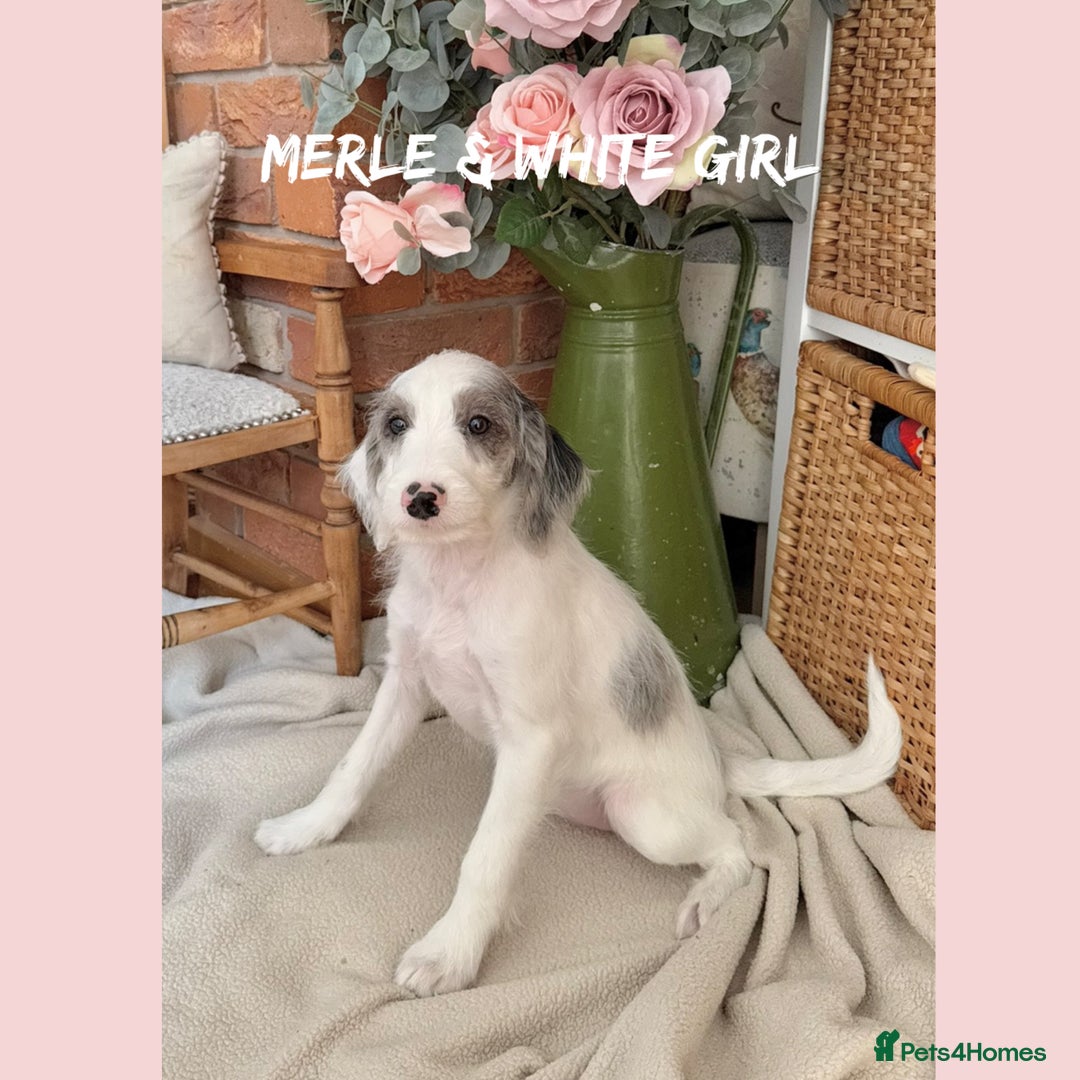 Mixed Breed dogs for sale: ☀️PERFECT POOGLES (beagleXminiature poodle)☀️ in Rhayader - Image 18