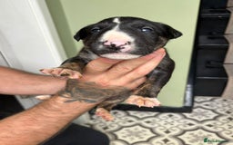 Bull Terrier dogs for sale: 💥 ENGLISH BULL TERRIERS   💥 - Image 16