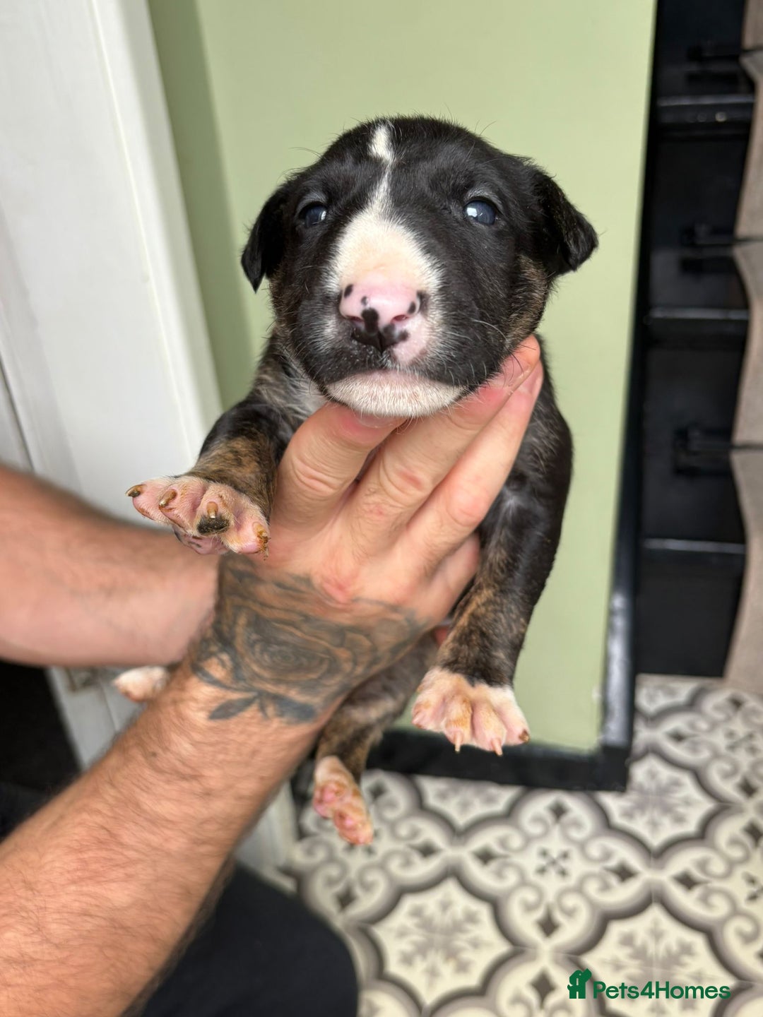 Bull Terrier dogs for sale: 💥 ENGLISH BULL TERRIERS   💥 - Image 16