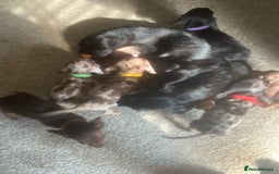 Miniature Dachshund dogs for sale: Miniature dachshund puppies 8 weeks old  - Image 7