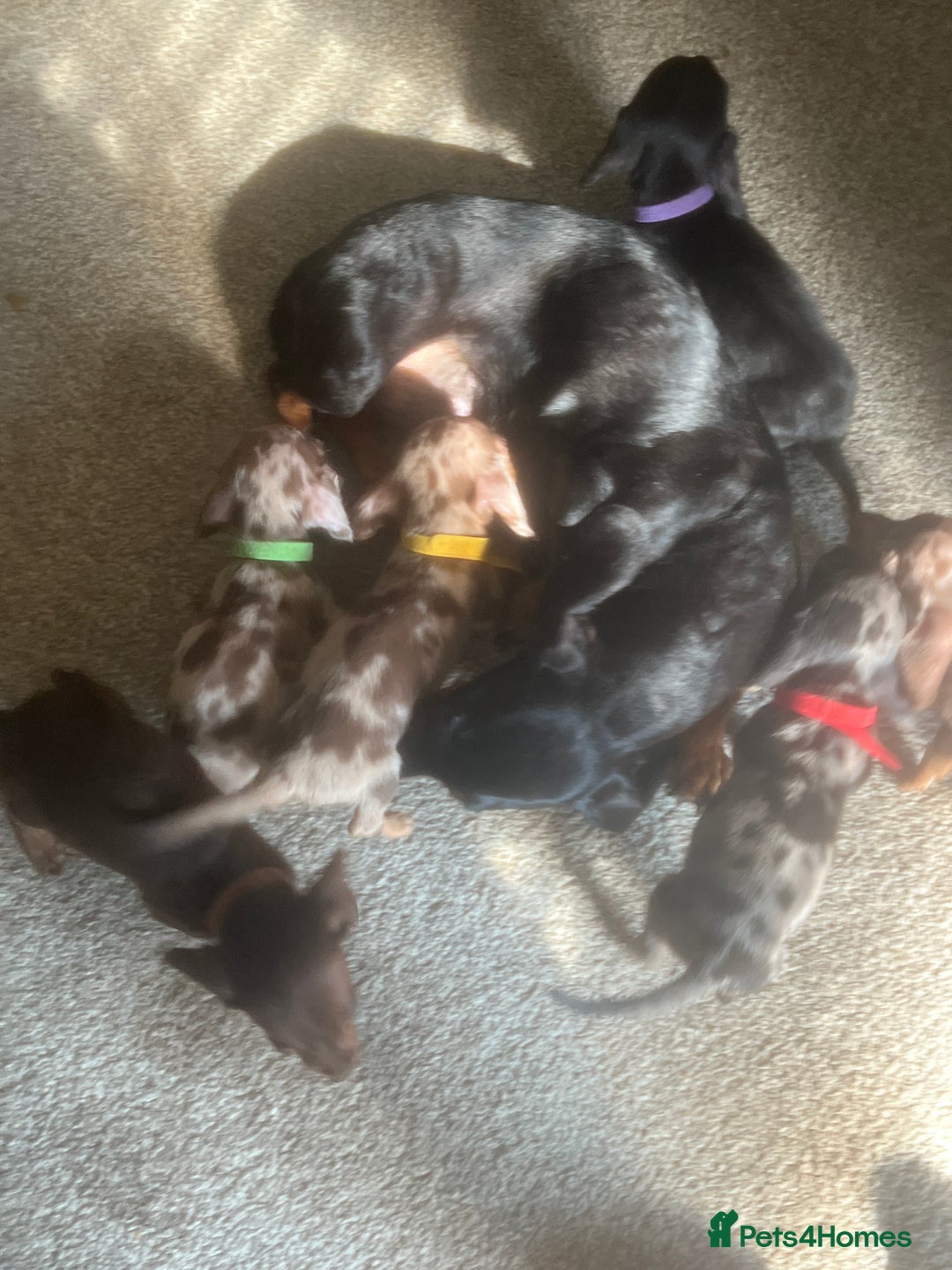 Miniature Dachshund dogs for sale: Miniature dachshund puppies 8 weeks old  - Image 7